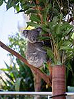 Koala Breakfast in Sydney, Australia