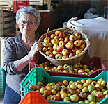 The Quest to Save the Pink Apples of Italy