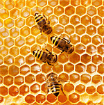 September is National Honey Month